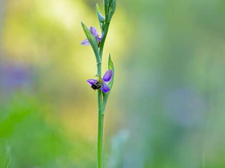 Exposition : Biodiversités