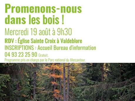 Let's go for a walk in the woods!