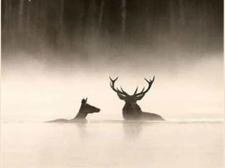 Film Ciné PlatÔ - Le chant des forêts