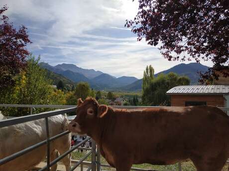 42ème Foire aux bovins et aux chevaux