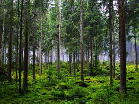 Les Journées de l'Arbre