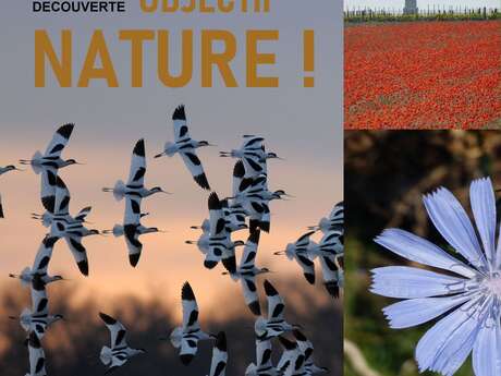 Sortie « Objectif Nature » - Marais de Loix