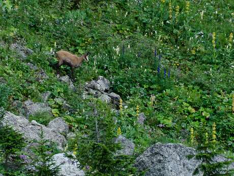Sortie Faune à l'affut des chamois