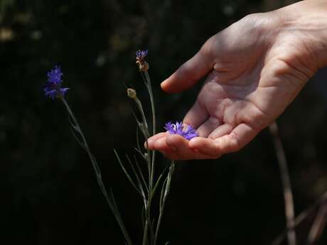 Secrets de sorcières