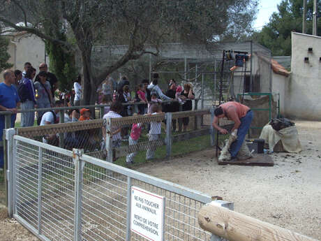 Sheep shearing on the farm