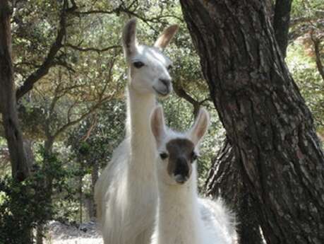La Ferme des Lamas