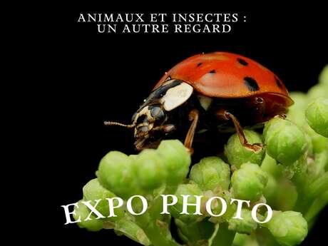 Exposition : Le Luminographe