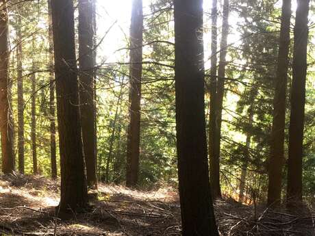 Sentier Les chemins de traverse