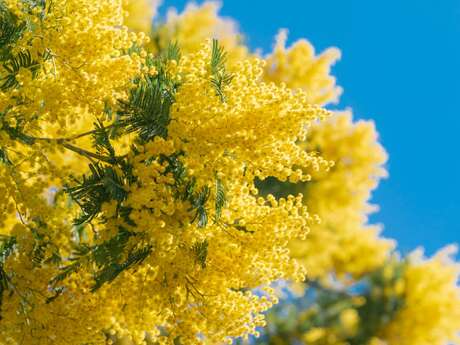 Excursion en bus route du Mimosa