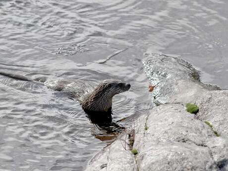 Sortie : Comme une loutre