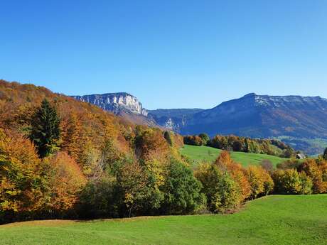 Randonnée à la découverte des forêts de montagne - 1/2 journée