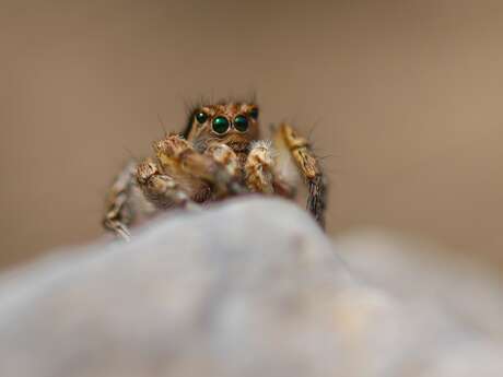 Les rendez-vous du Parc : Super prédateur!