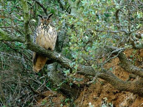 Bureau des Guides Naturalistes