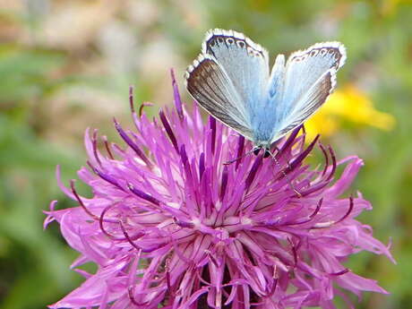 The butterfly effect