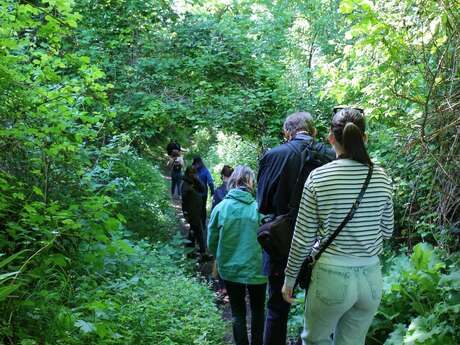 Walk in nature : through the wood