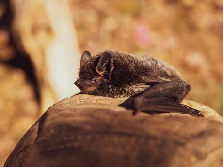 Les chauves-souris, des animaux incroyables