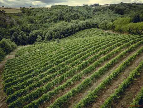 Rando wine (Camp. L' Oasis/ Les Bardes)