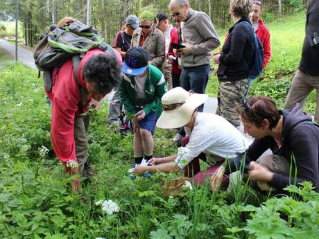 Sortie découverte des plantes de montagne