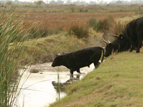 Journée Henri Aubanel
