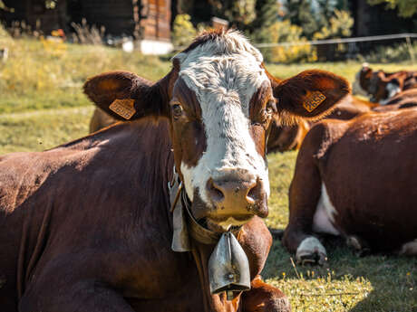 Randonnée pastoralisme