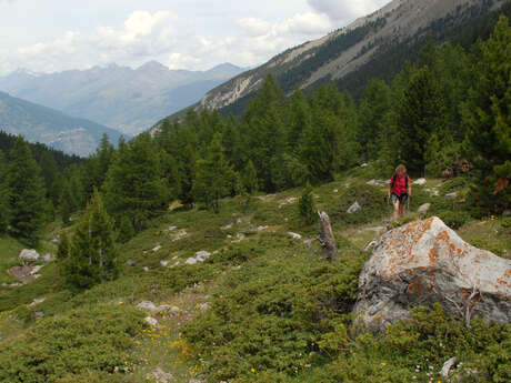 Le Bois des Ayes