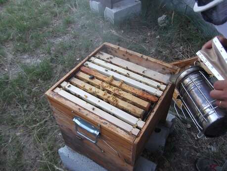 Stage en apiculture "Visite de printemps de la ruche"