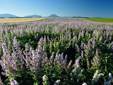 Excursion : Un après-midi près des lavandes - LT2