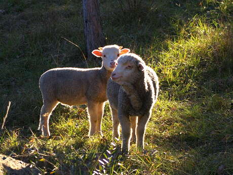 #RDVduParc • De la laine au tissu