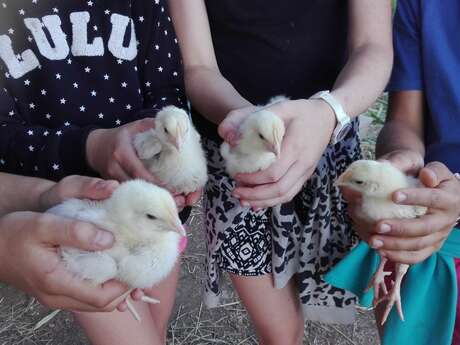 A la découverte des activités de la ferme.