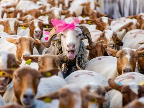 Fête de la transhumance