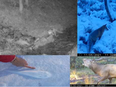 Randonnée Proies et prédateurs des Monts du Forez