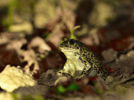Exposition "Entre terre et eau...les amphibiens" Ligue de Protection des Oiseux