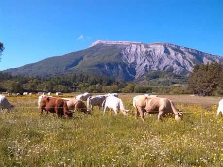 Le Bovin Alpin / Ferme Jean de Florette