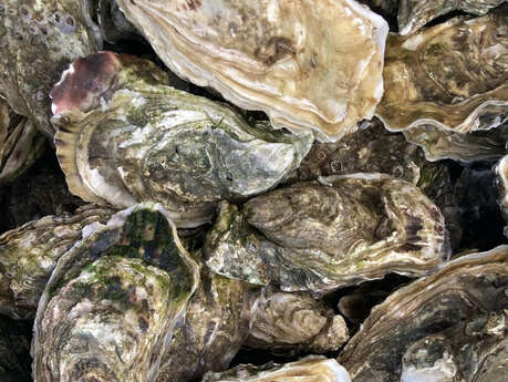 Dégustation d'huîtres au Café Resto Biocoop Chez Puy