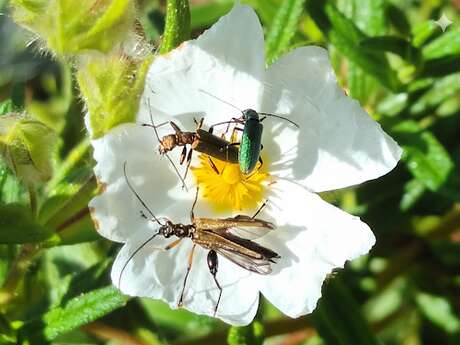 Balade - La danse du printemps