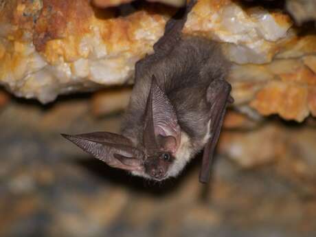 Point rencontre : Les chauves-souris (Porquerolles)