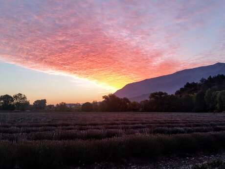 Soirée astro et lavande - Lavanderaie des Hautes Baronnies