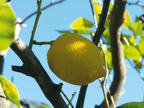 91st Lemon Festival® - Le domaine des 4 vents