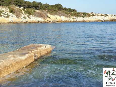 Spaziergang zu essbaren und medizinischen Pflanzen an der Côte Bleue