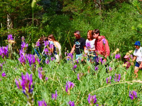 Balade Gourmande - Les Alberts