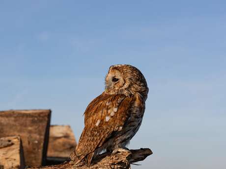 Histoires d’oiseaux