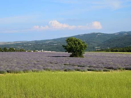 Distillerie Aroma'Plantes