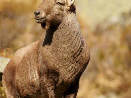 Animation "Mountain hooves: mountain ungulates".