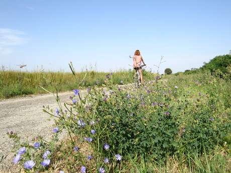 ARLES - Le marais d'Albaron à Saliers à vélo
