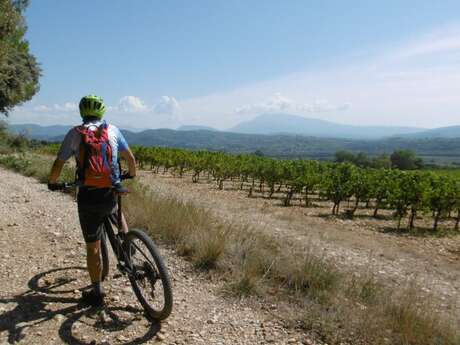 15 Vines and Panoramic views