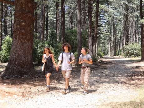 BONNIEUX -LACOSTE - Forêt des Cèdres du Petit Luberon