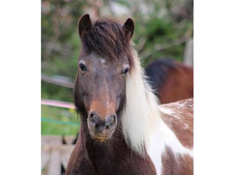 Animalin : Poney Club et Ferme Pédagogique