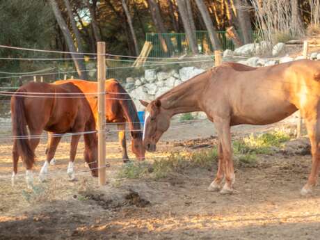 Concours CSO de Noël