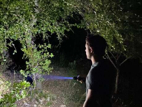 Balade nocturne : la vie secrète de la forêt