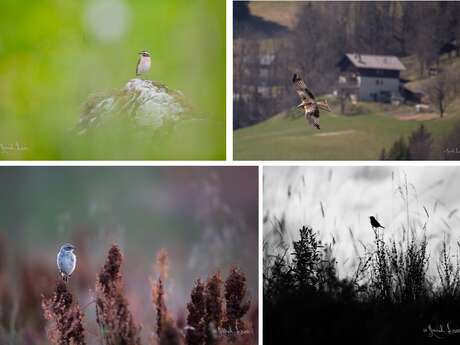 Atelier découverte - Initiation à l’ornithologie proche des villages